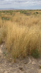 Elymus lanceolatus