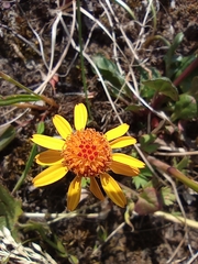 Packera heterophylla