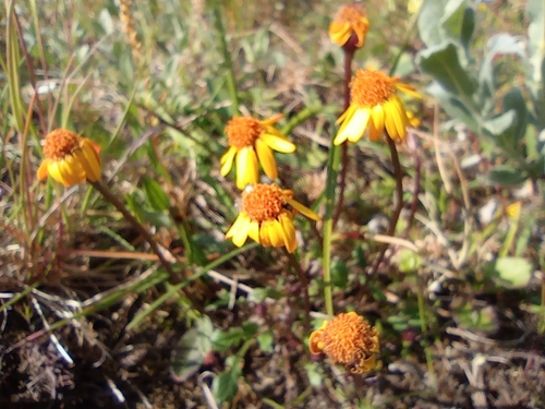 Image of Packera heterophylla by no rights reserved