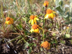 Packera heterophylla