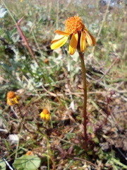 Packera heterophylla