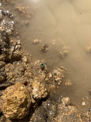 Draeculacephala minerva