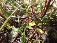 Packera heterophylla