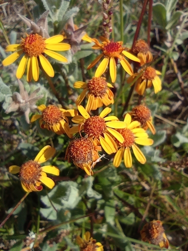 Image of Packera heterophylla by no rights reserved