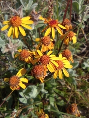 Packera heterophylla