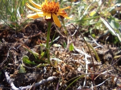 Packera heterophylla