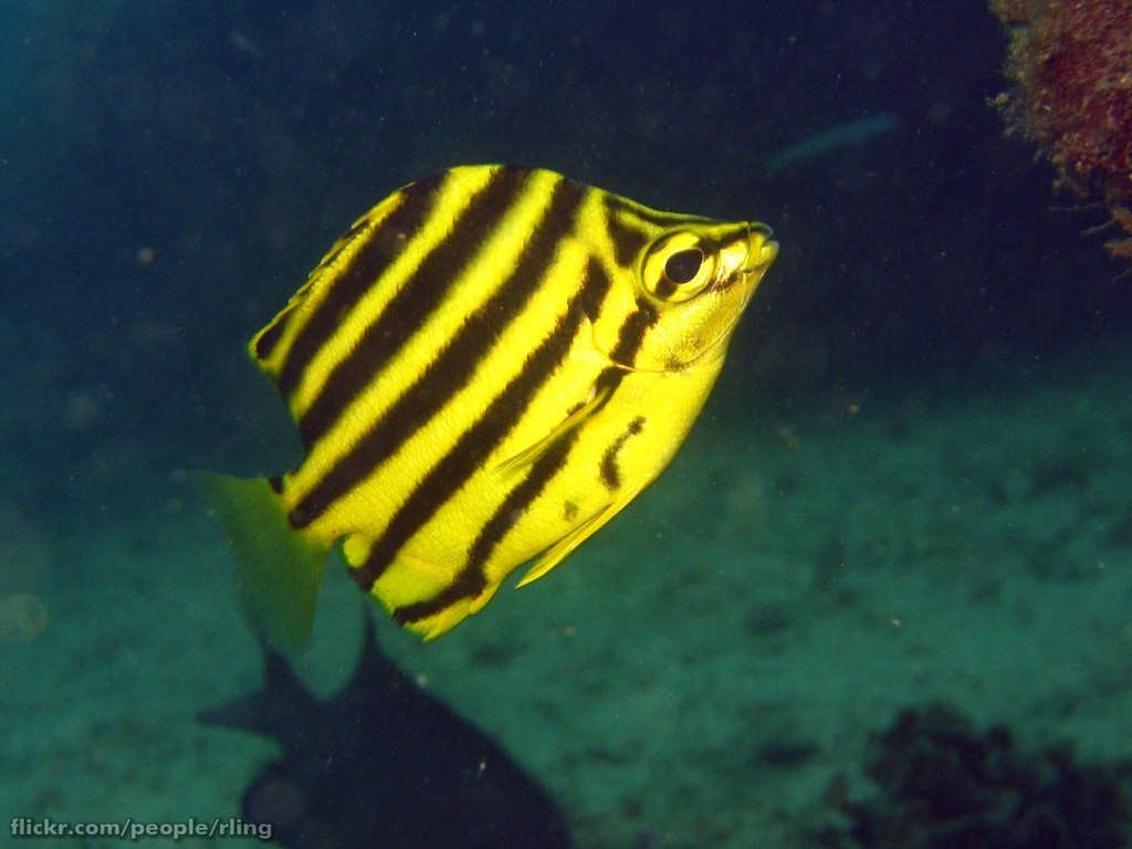 Stripeys