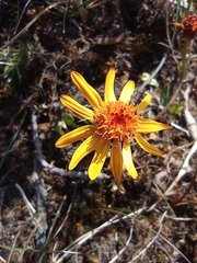 Packera heterophylla