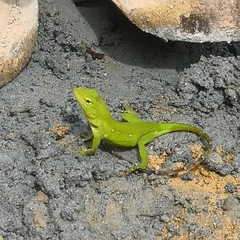 Anolis parvauritus
