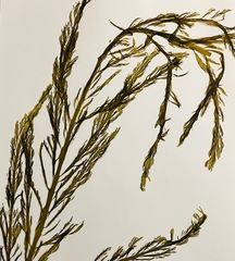 Desmarestia kurilensis