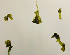Ulva californica
