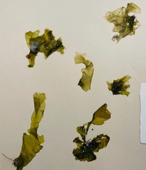 Ulva californica