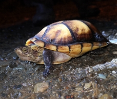 Kinosternon leucostomum postinguinale