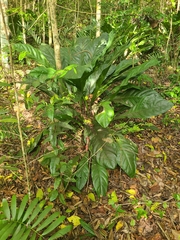 Anthurium crenatum