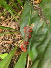 Anthurium crenatum