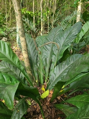 Anthurium crenatum