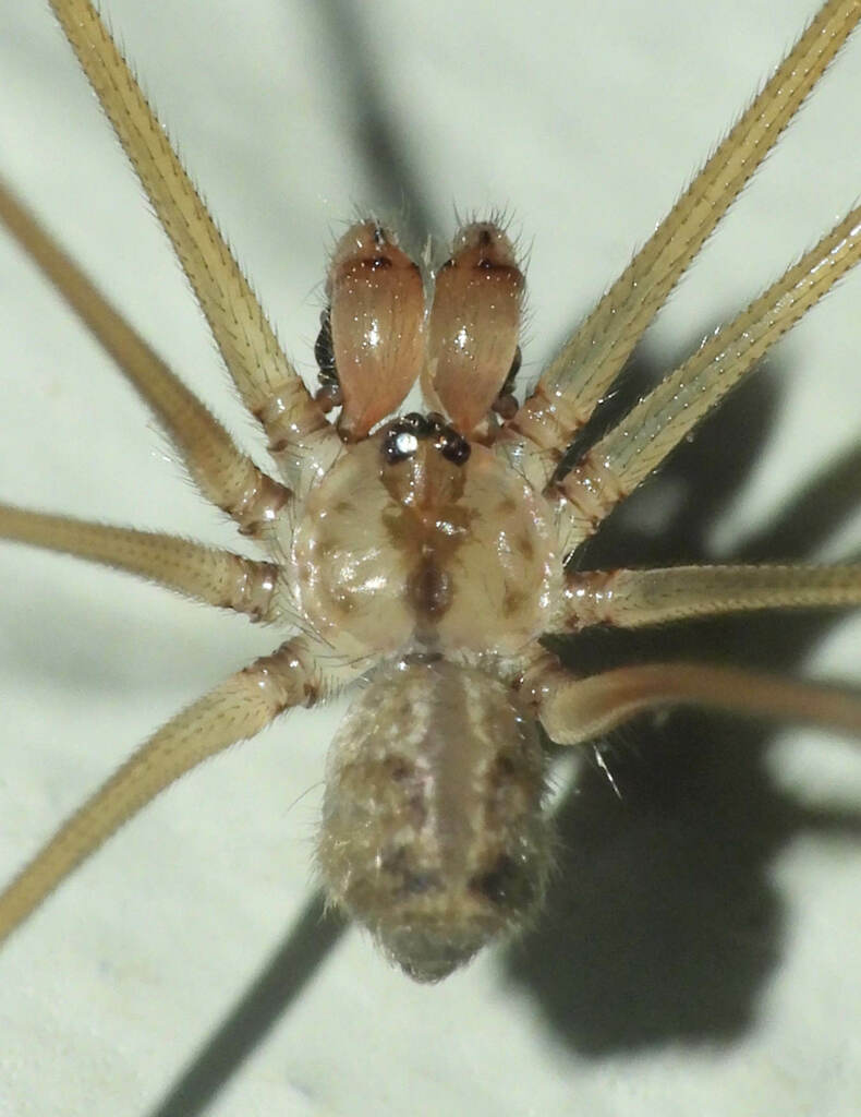 Short-bodied Cellar Spider