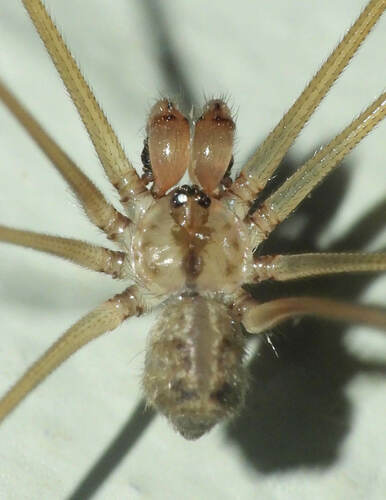 Short-bodied Cellar Spider