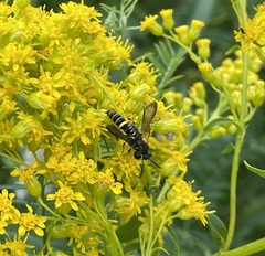 Philanthus gibbosus