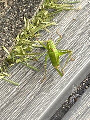 Leptophyes punctatissima