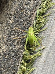 Leptophyes punctatissima