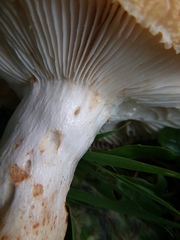 Russula pectinatoides