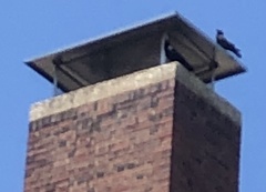 Corvus ossifragus