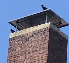 Corvus ossifragus