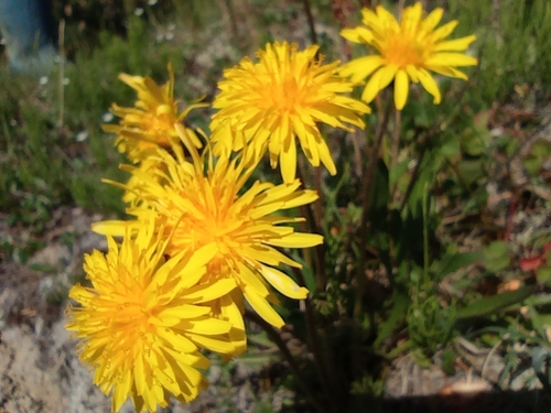 Image of Taraxacum macilentum by no rights reserved
