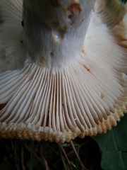 Russula pectinatoides