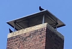 Corvus ossifragus