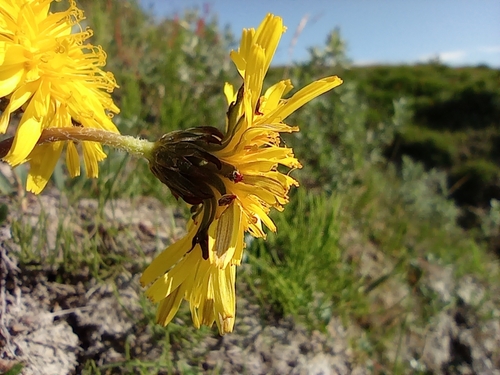 Image of Taraxacum macilentum by no rights reserved