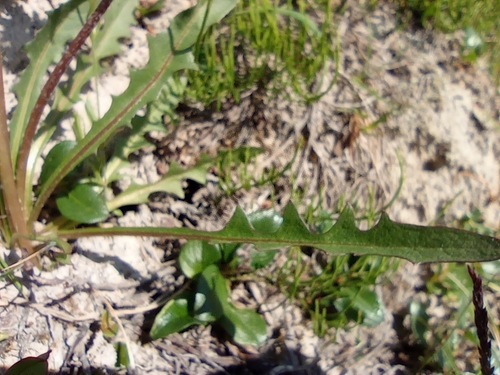 Image of Taraxacum macilentum by no rights reserved