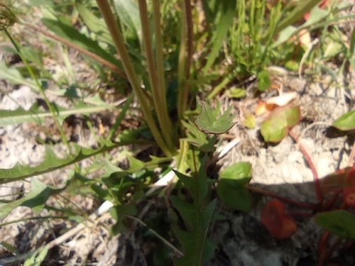 Image of Taraxacum macilentum by no rights reserved