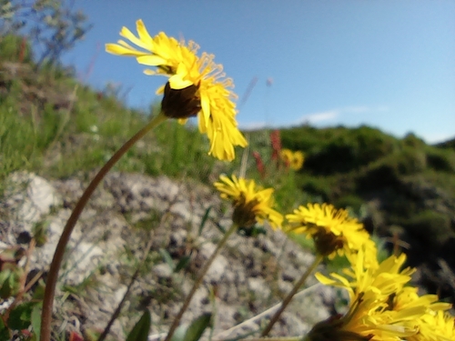 Image of Taraxacum macilentum by no rights reserved