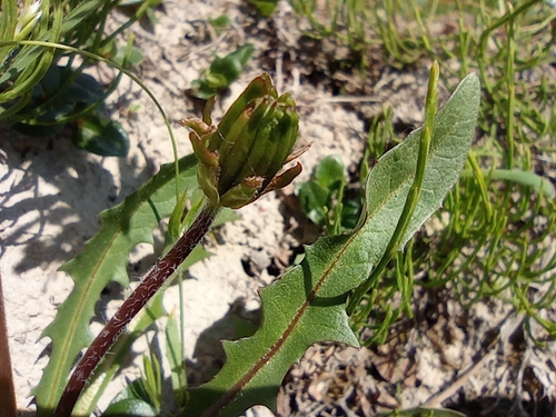 Image of Taraxacum macilentum by no rights reserved