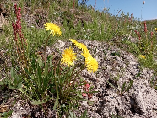 Image of Taraxacum macilentum by no rights reserved