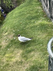 Chroicocephalus ridibundus