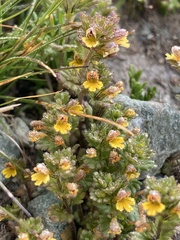 Euphrasia minima