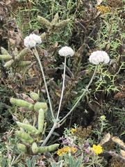 Angelica hendersonii