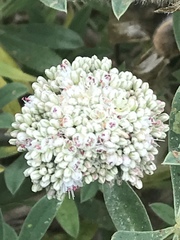 Angelica hendersonii