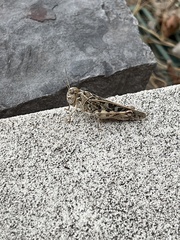 Hippiscus ocelote