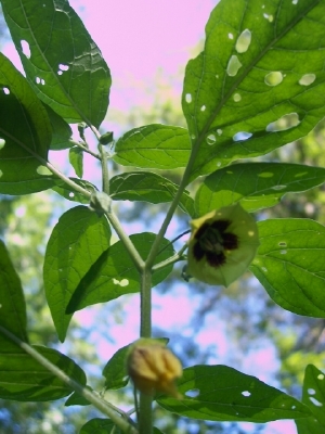 Physalis longifolia var. subglabrata