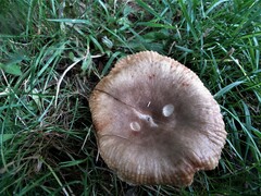 Russula pectinatoides