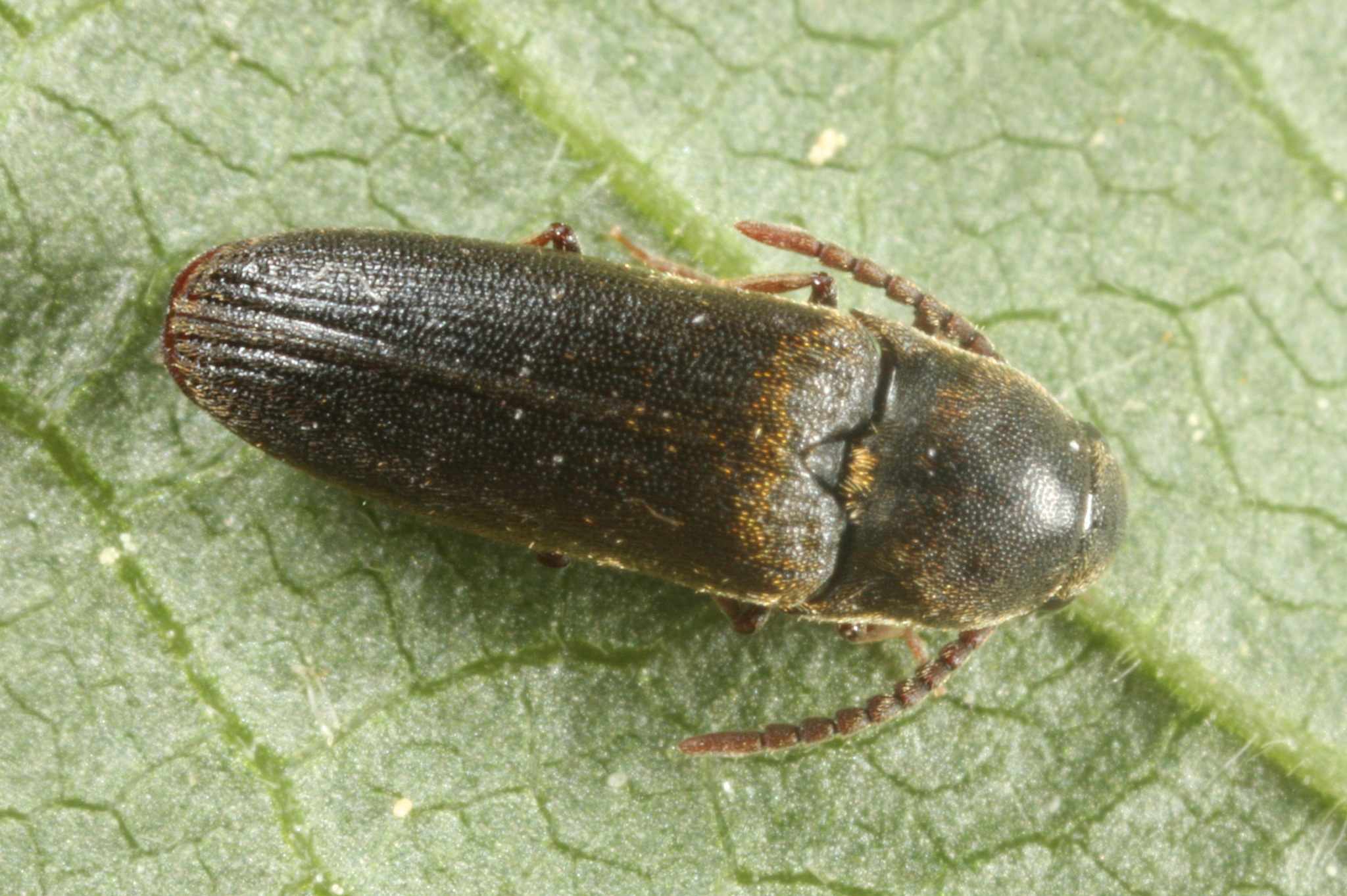 Hylis foveicollis