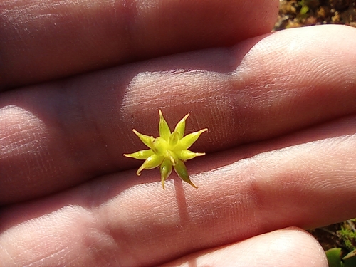 Image of Ranunculus lapponicus by no rights reserved