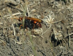 Cryptocheilus rubellus