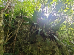 Anthurium crenatum