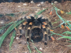 Brachypelma hamorii
