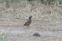 Lamprotornis pulcher